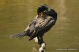 Double-crested Cormorant