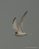 Least Tern