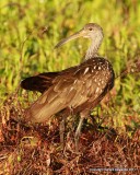 Limpkin