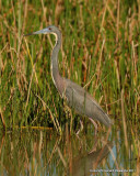 Tri-colored Heron