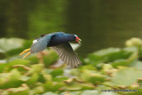 Purple Gallinule