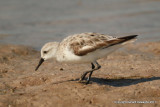 Semi-palmated Sandpiper