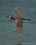 Reddish Egret