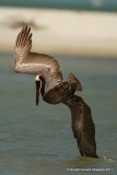 Brown Pelican