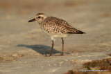 Black-bellied Plover