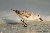 Sanderling