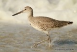 Willet