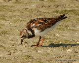 Ruddy Turnstone