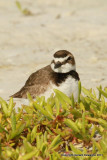 Wilsons Plover