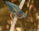 Little Green Heron