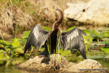 Anhinga