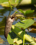 Anhinga