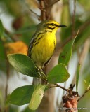 Prairie Warbler