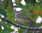 Black-whiskered Vireo