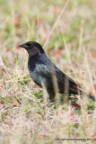 Shiny Cowbird