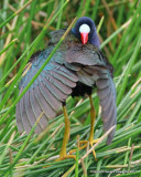 Purple Gallinule