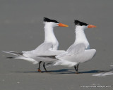 Royal Tern