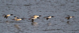 Common Merganser