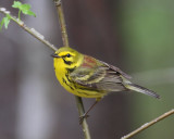 Prairie Warbler