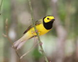 Hooded Warbler