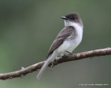 Eastern Phoebe