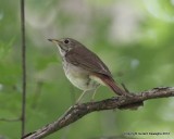 Hermit Thrush