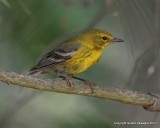 Pine Warbler