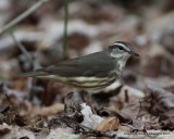 Louisiana Waterthrush