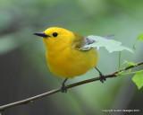 Prothonotary Warbler