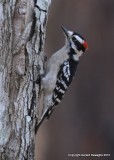 Downy Woodpecker