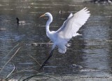 Great Egret