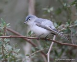 Blue-gray Gnatcatcher