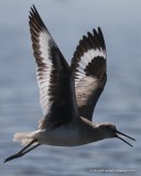 Willet