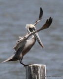 Brown Pelican