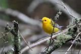 Prothonotary Warbler