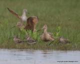 Marbled Godwit & Dowitchers