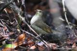 Swainsons Warbler