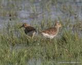 Pectoral Sandpiper