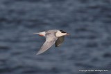 Common Tern