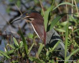 Green Heron