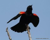 Red-winged Blackbird