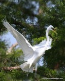 Great Egret