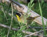 Common Yellowthroat