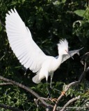 Snowy Egret