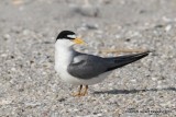 Least Tern