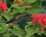 Blue-chested Hummingbird