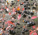 Black Berries of Aronia