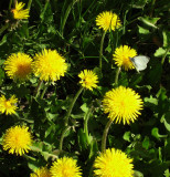 Dandelions and Green-veined White