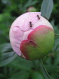 Ants On The Bud Of A Peony ..