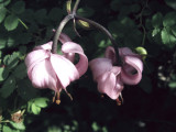 Martagon Lily ;  Lilium martagon